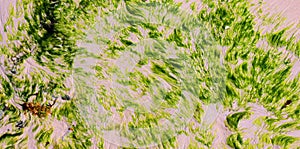 Seaweed, or macroalgae, refers to thousands of species of macroscopic photo