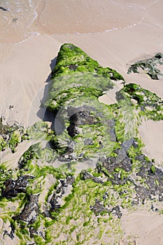 Seaweed, or macroalgae, refers to thousands of species of macroscopic photo