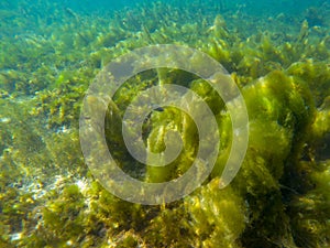 Seaweed on marine plants, underwater photo of tropical seashore. Mossy plant on coral reef. Phytoplankton undersea
