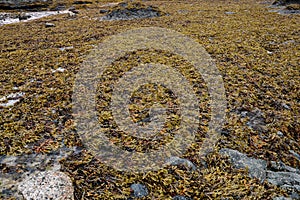 Seaweed Mass Covering Rocks at a Coastal Location