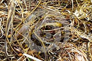 Seaweed and mermaids purse