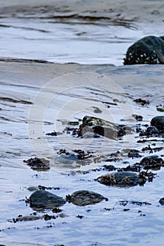 Seaweed and mullusk covered rocks in tidal pool