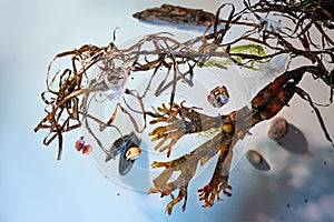 Seaweed, mussel shells, sand and other stranded goods arranged on a light blue background, concept for environmental protection of