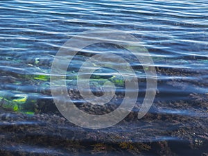 Seaweed in the ocean