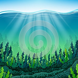 Seaweed on the ocean floor photo