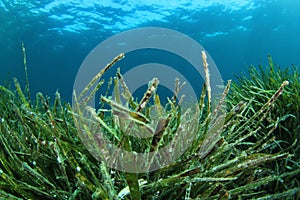 Seaweed in ocean