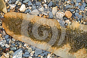 Seaweed on a pebble beach