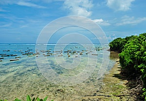Seaweed plant at low tide on the Nusa Lembongan island