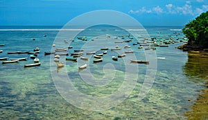 Seaweed plant at low tide on the Nusa Lembongan island