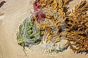 Seaweed Plant Washed Ashore on a Sandy Beach at Barwon Heads, Victoria, Australia, January 2020