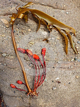 Seaweed plant washed upon rocky shore Australian sea life