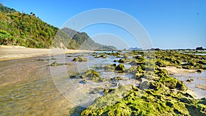 Seaweed in Pulau Merah beach, Banyuwangi photo