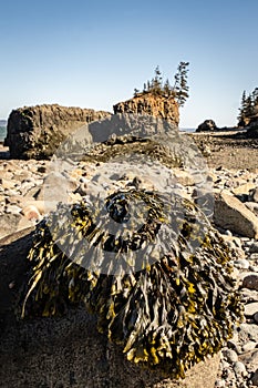 Seaweed on Rock