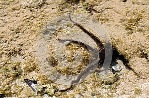 Seaweed on rocks