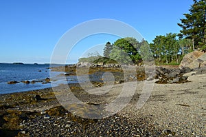 Seaweed and Rocks on the Shore of a Maine Island