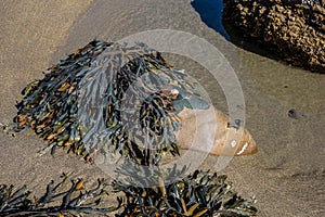 Seaweed on the rocky coastline at Bude