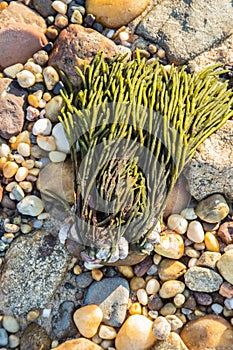 Seaweed on the rocky shores of Gardiner`s Bay, New York