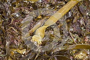 Seaweed on Rostro Beach; Finisterre; Costa de la Muerte; Galicia photo