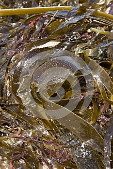Seaweed on Rostro Beach; Finisterre; Costa de la Muerte; Galicia photo