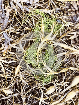 Seaweed salad in Cornwall