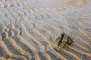 Seaweed on the sand.