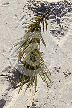 Seaweed and Sand