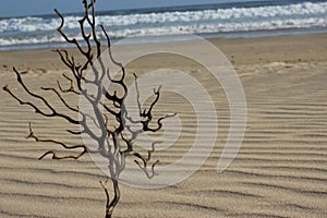 Seaweed and sand