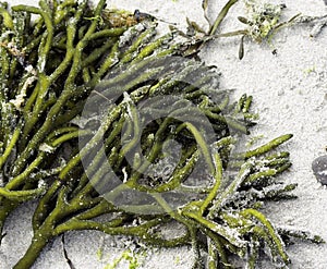 Seaweed in the Sand