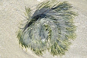 Seaweed on the sand at Punta Sabbioni Venice