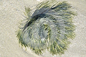 Seaweed on the sand at Punta Sabbioni Venice photo