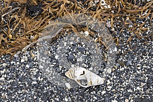 Seaweed sand and shells