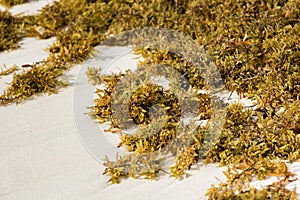 Seaweed on a sandy beach in Punta Cana, La Altagracia, Dominican Republic. Close-up.