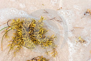 Seaweed on a sandy beach in Punta Cana, La Altagracia, Dominican Republic. Close-up.