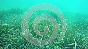 Seaweed sea bottom