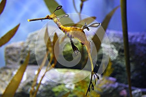 Seaweed sea horse