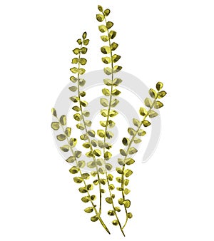 Seaweed sea life object isolated on white background. Watercolor hand drawn painted illustration. Underwater watercolor