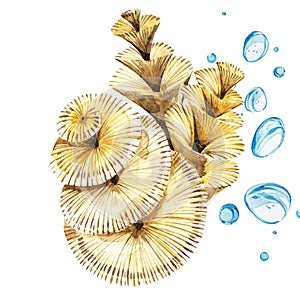 Seaweed sea life object isolated on white background. Watercolor hand drawn painted illustration. Underwater watercolor