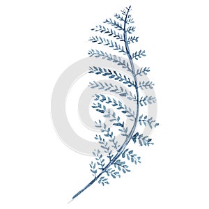 Seaweed sea life object isolated on white background. Watercolor hand drawn painted illustration. Underwater watercolor