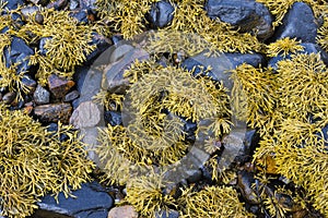 Seaweed at the sea shore