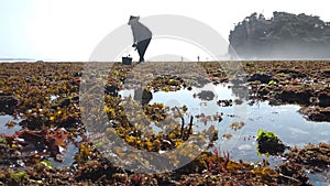 Seaweed and Sea urchins ladak laut farmers in southern of Java