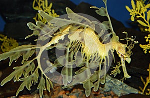 Seaweed Seahorse