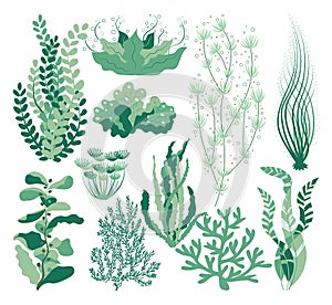 Seaweed set. Sea plants, ocean algae and aquarium kelp