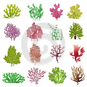 Seaweed set. Sea plants, ocean algae and aquarium kelp. Underwater seaweeds vector isolated collection