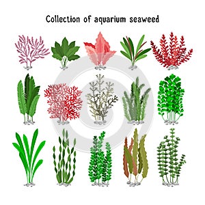 Seaweed set vector illustration. Yellow and brown, red green aquarium seaweeds biodiversity on white photo