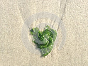 Seaweed in Shape of Heart on Long Beach, Long Island.