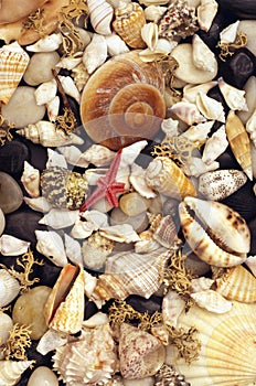 Seaweed, shells and pebbles