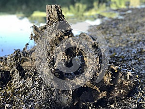 The seaweed skull photo