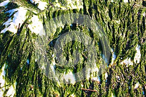 Seaweed and slimy green moss on a white rock