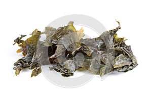 Seaweed Sugar Kelp photo