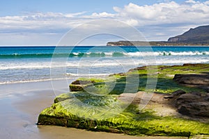 Seaweed on tessellated pavement, beach photo